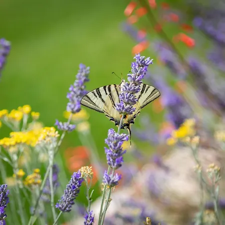 Emelie, Luxury Oasis Near Dubrovnik