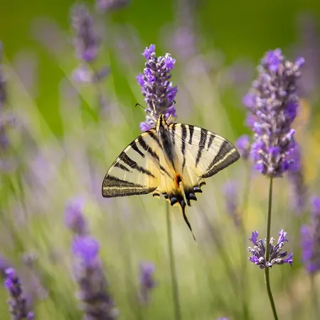 Emelie, Luxury Oasis Near Dubrovnik