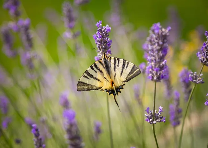 Emelie, Luxury Oasis Near Dubrovnik