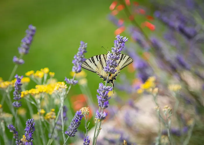 Emelie, Luxury Oasis Near Dubrovnik